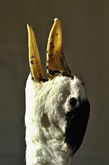 Head of a screaming goose, Funny
