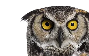 Head shot of agreat horned owl