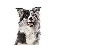 Head shot of a Attentive border collie dog sitting