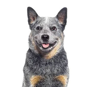 Head shot of a Australian Cattle Dog