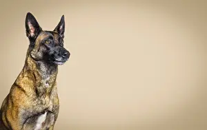 Head shot of a malinois dog against a brown pastel background