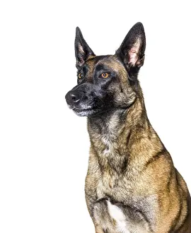 Head shot of a malinois looking away