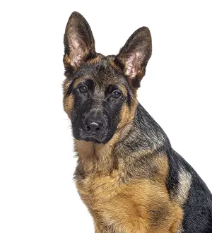 Head shot of a Four months old puppy German shepherd