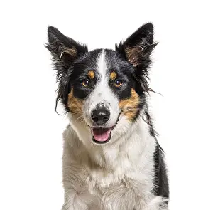 Head shot of a panting Border Collie, isolated