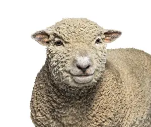 Head shot, portrait, Southdown sheep