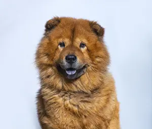 Head shot of Reddish coated Chow Chow looking at camera