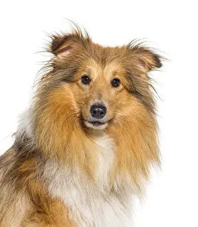 Head shot of Shetland Sheepdog