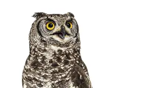 Head shot of a spotted eagle-owl