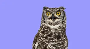 Head shot of a spotted eagle owl