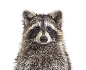 Head shot of a young Raccoon facing at the camera