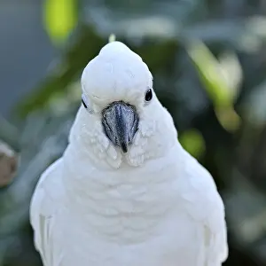 Head of the white cockatoo. View of the face