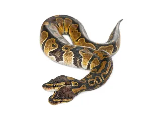 Two headed ball python, Python Regius
