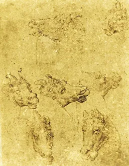 Heads of Horses and Unicorns, after Leonardo da Vinci
