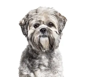 Headshot of a black and white groomed Lhasa Apso