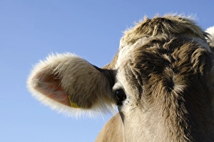 Headshot on a Cow