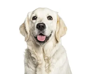 Headshot of a Panting Golden Retriever