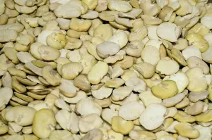 A healty and traditional ingredient of the italian cuisine