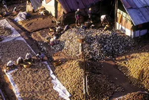 Heap of broken coconuts in Lord Ayyappan temple