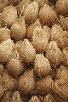 Category Historic EN Prints: Heap of peeled off coconuts Cocos nucifera
