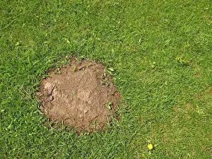 Heap the soil among young bright green grass in springtime