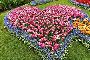 Category Historic EN Prints: Heart, bed with tulips (Tulipa) and grape hyacinths (Muscari)