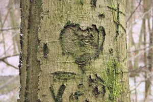 Heart and some letters carved into a deciduous tree