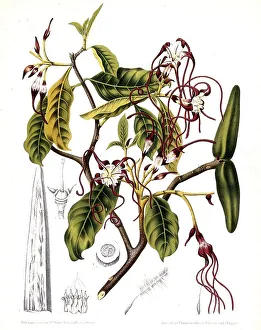 As a heart remedy and for the treatment of snakebites