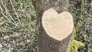 Heart shape, tree cut, tree root