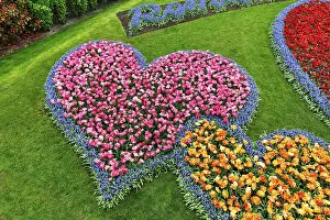 Category Historic EN Prints: Two hearts, bed with tulips (Tulipa) and grape hyacinths (Muscari)