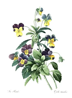 Heartsease (Viola tricolor), field violet
