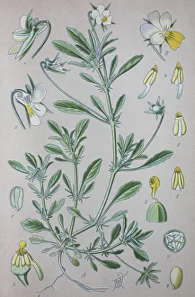 Heartsease (Viola tricolor), historical illustration from 1885