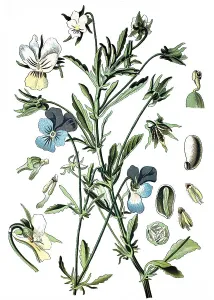 Heartsease or Wild Pansy (Viola tricolor)