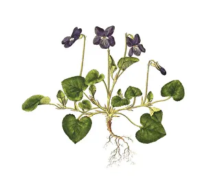 Heath dog-violet (Viola canina)