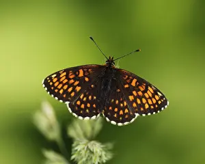 Heath Fritillary (Melitaea athalia)