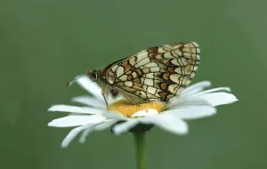 Heath fritillary (Melitaea athalia)