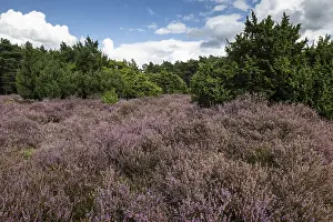 Heath landscape, heather (Calluna vulgaris)