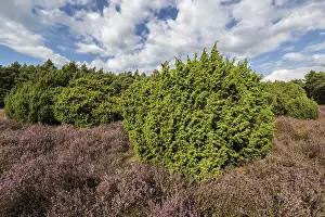 Heath landscape, heather (Calluna vulgaris)