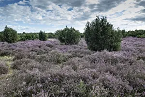 Heath landscape, heather (Calluna vulgaris)