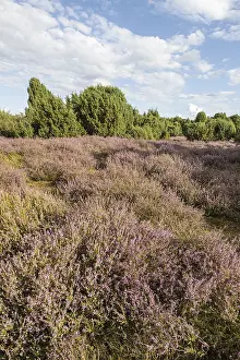 Heath landscape, heather (Calluna vulgaris)