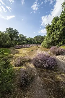Heath landscape, heather (Calluna vulgaris)