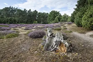 Heath landscape, heather (Calluna vulgaris)