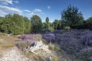 Heath landscape, heather (Calluna vulgaris)