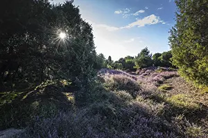 Heath landscape, heather (Calluna vulgaris)