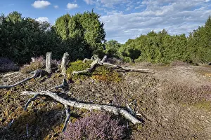 Heath landscape, heather (Calluna vulgaris)
