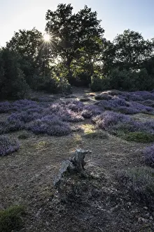 Heath landscape, heather (Calluna vulgaris)