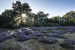 Heath landscape with heather (Calluna vulgaris) and juniper (Juniperus communis)