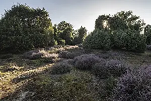 Heath landscape with heather (Calluna vulgaris) and juniper (Juniperus communis)