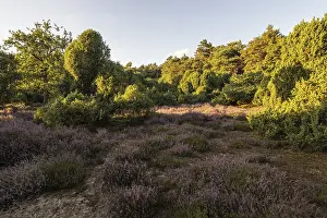 Heath landscape with heather (Calluna vulgaris) and juniper (Juniperus communis)