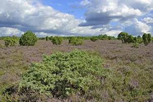 Heath landscape, juniper forest Schmarbeck