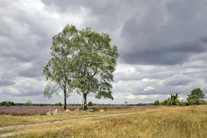 Heath landscape, juniper forest Schmarbeck